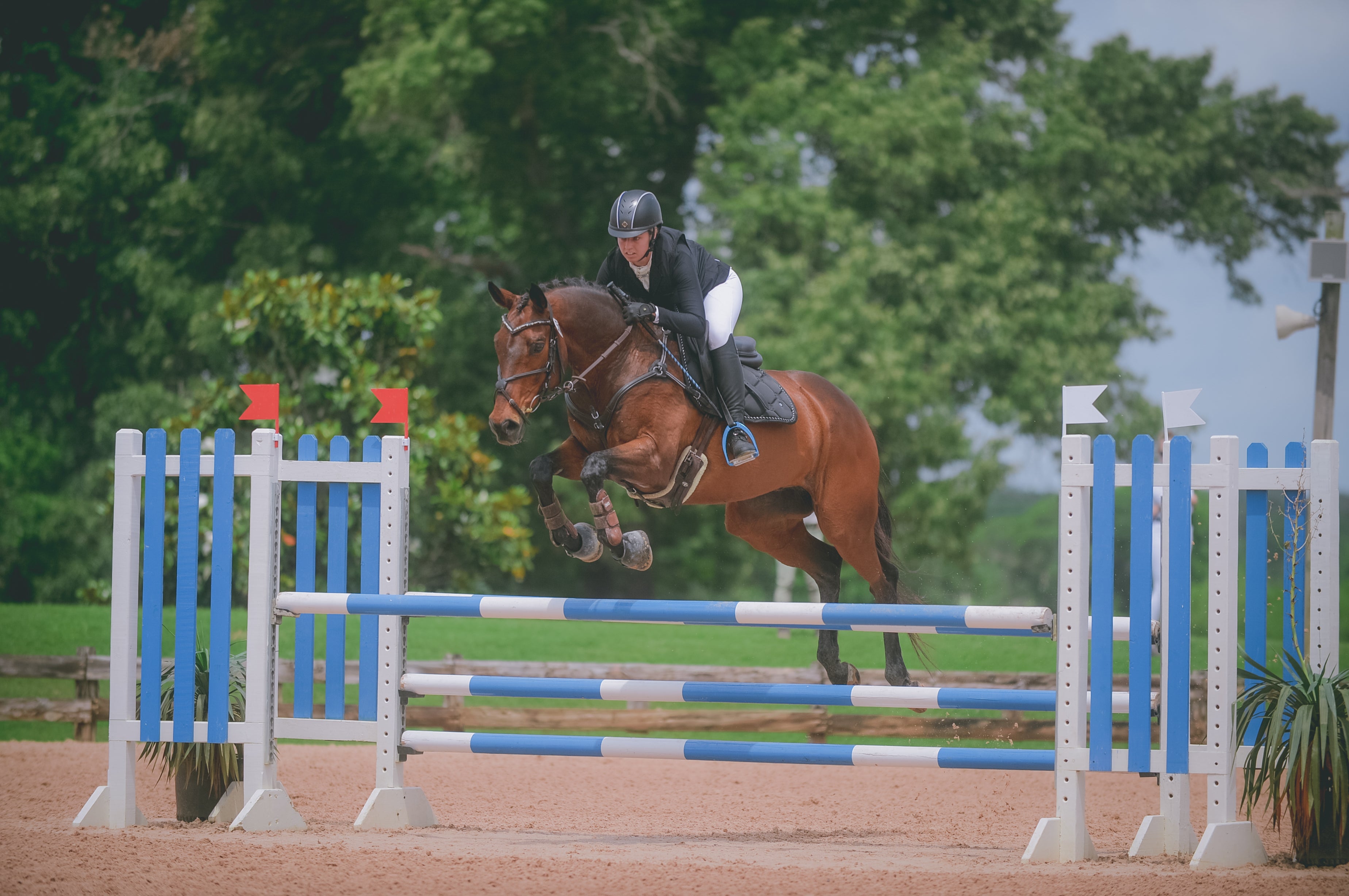 Anna Pierce competing with Obiejohn wearing Divine Equestrian Black Sovereign Saddle Pad,White Sweet Lady Sun Shirt, and White Dignified Competition Breeches