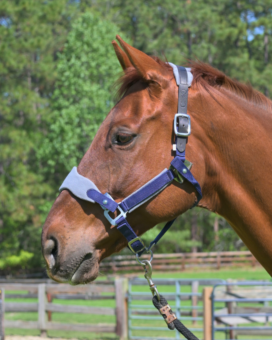Magna Halter ™ in Blue with Fleece and Leather Breakaway