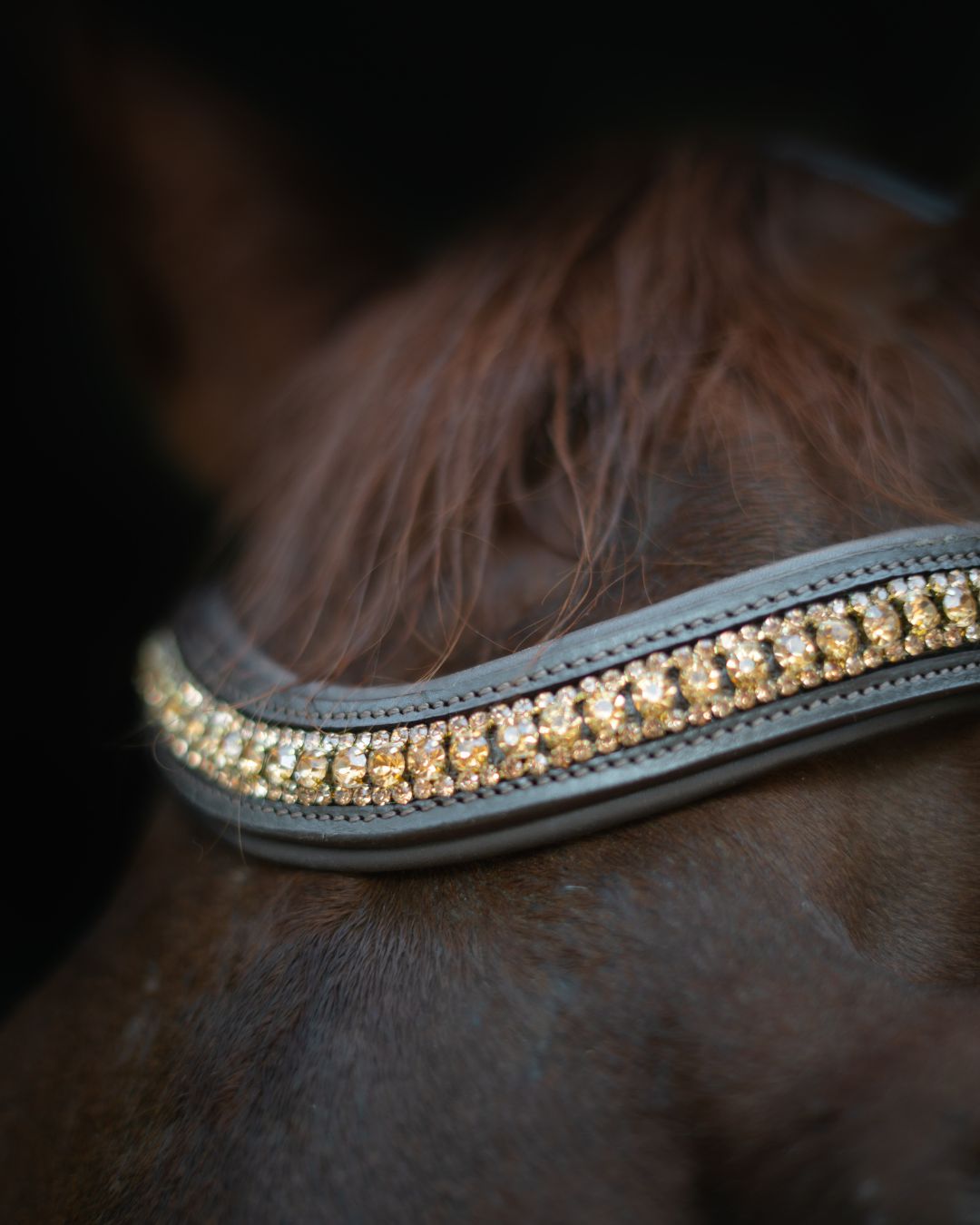 Gold Accented Figure 8 Bridle with Gold Browband