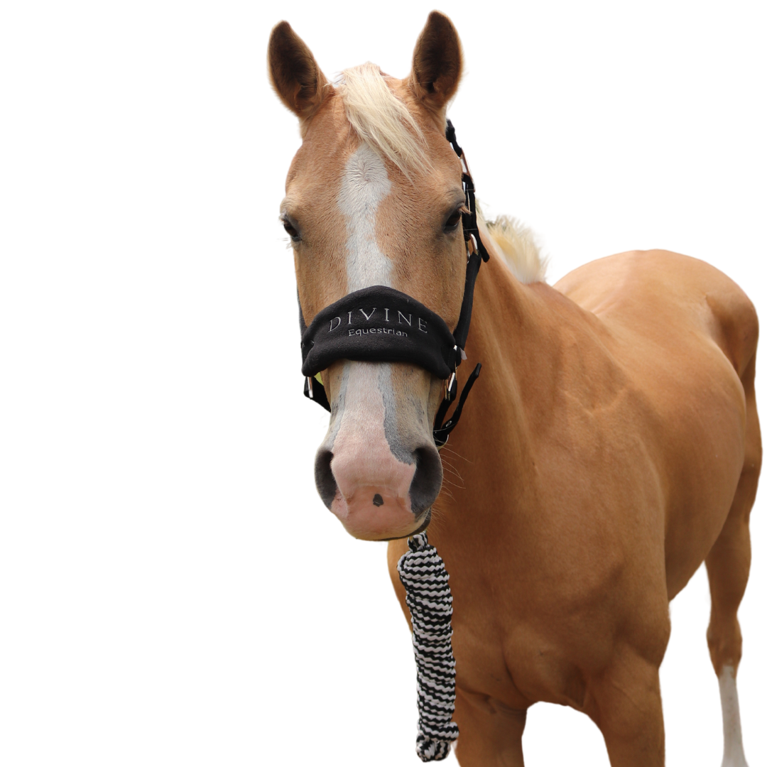 Faithful Fleece Padded Horse Halter Front View | Divine Equestrian Affordable Horse Halters