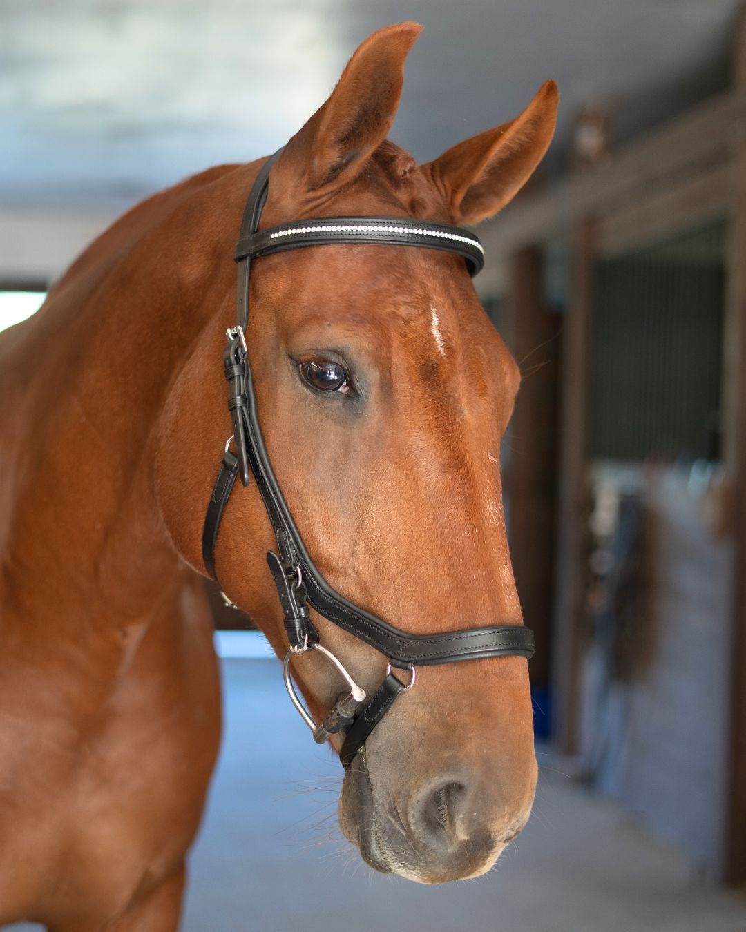 Anatomic Bridle with Crystal Browband