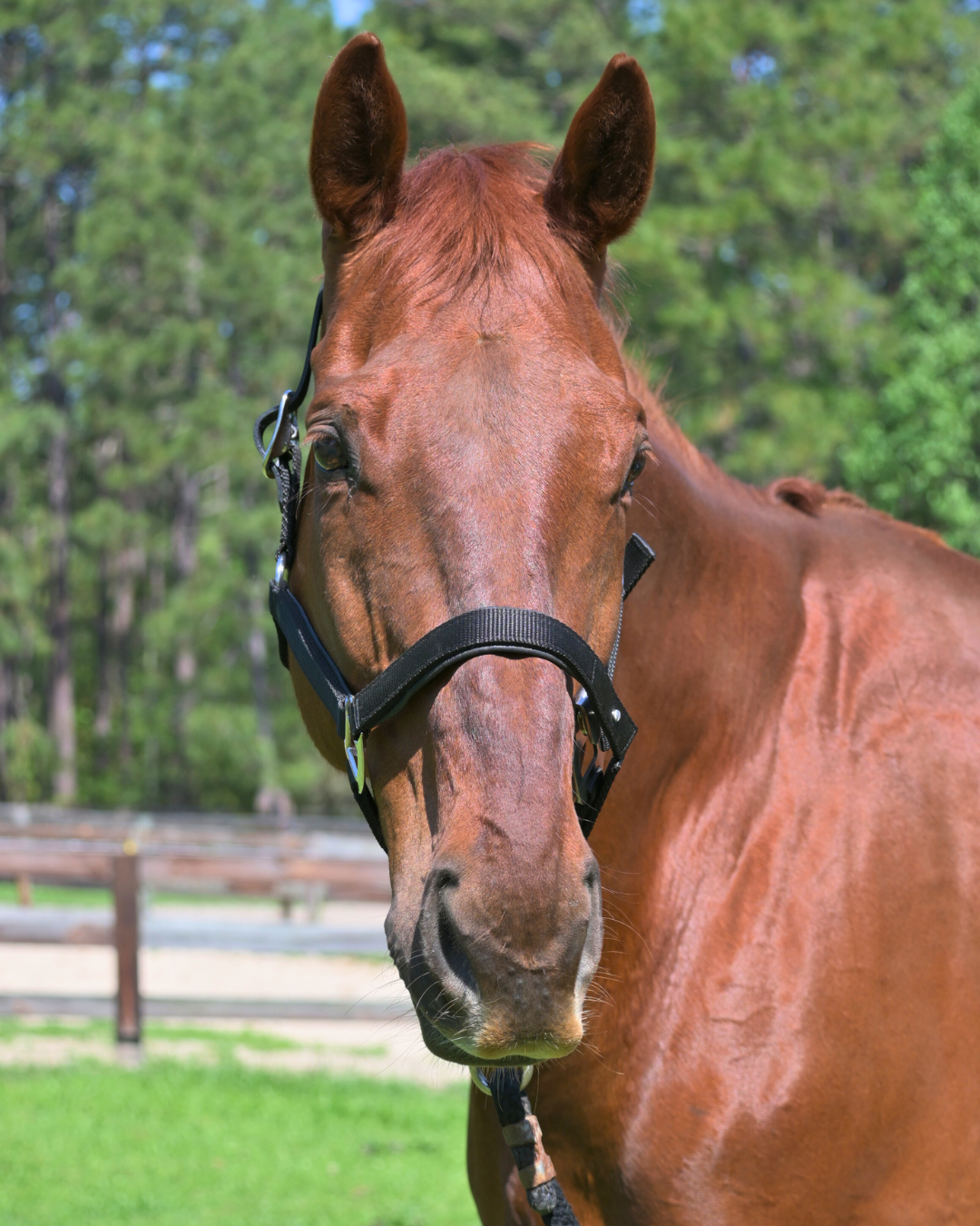Magna Halter ™ in Black With Leather Breakaway