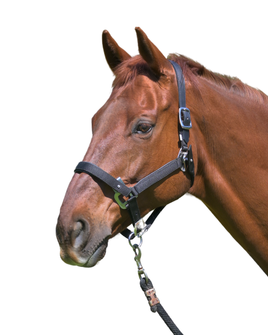 Magna Halter ™ in Black With Leather Breakaway