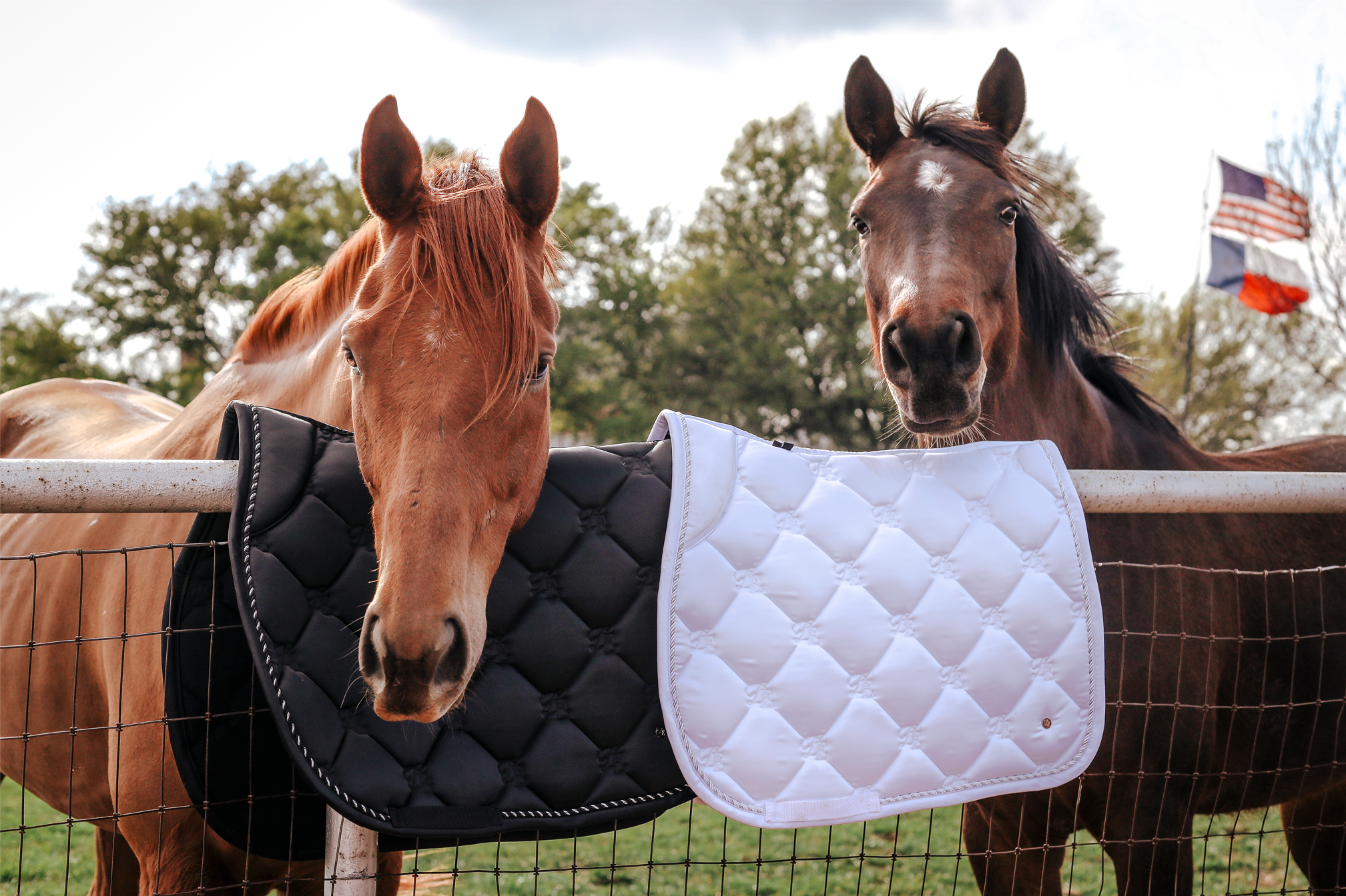 Cisco and Lilly with Divine Equestrian Black Sovereign Saddle Pad and White Sovereign Saddle Pad