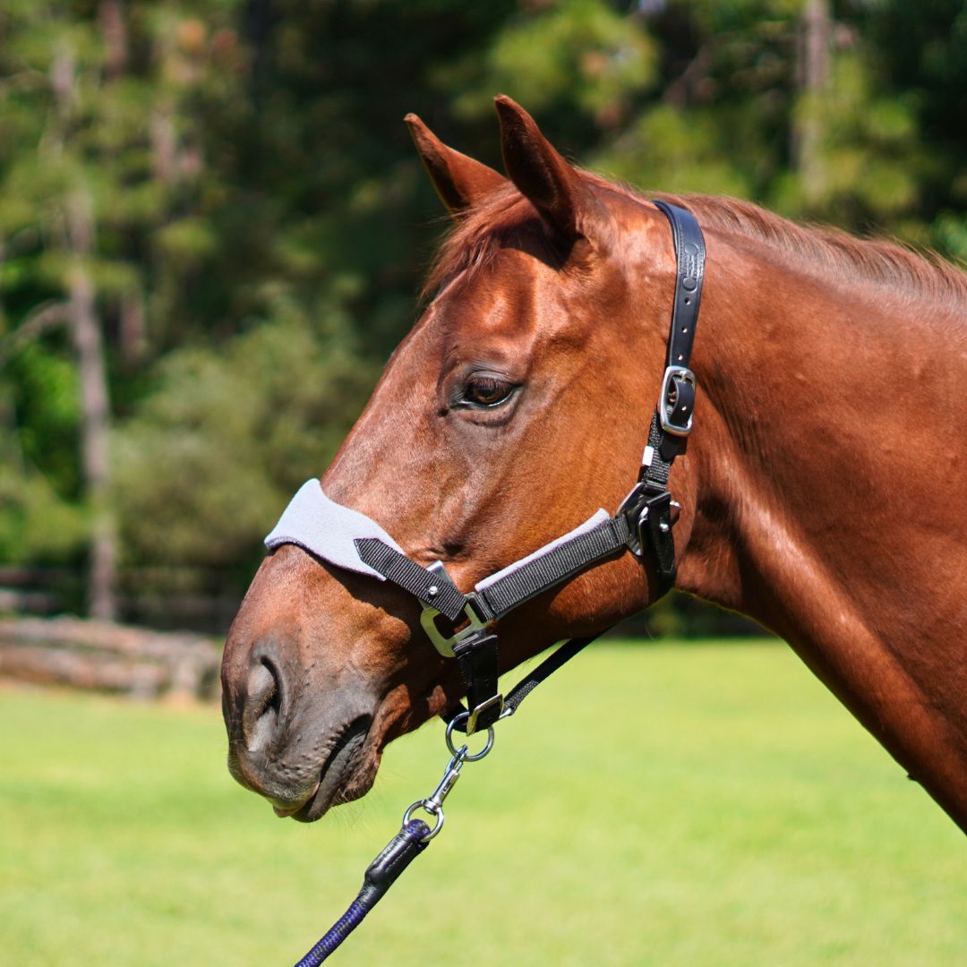 Magna Halter ™ in Black with Fleece Noseband and Leather Breakaway