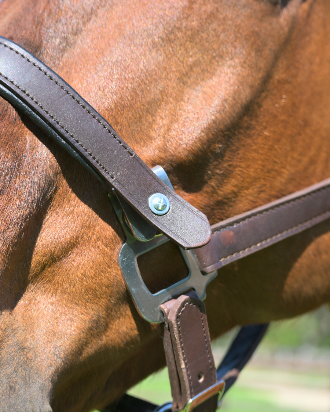 Magna Halter ™ in Blue with Fleece Noseband and Leather Breakaway