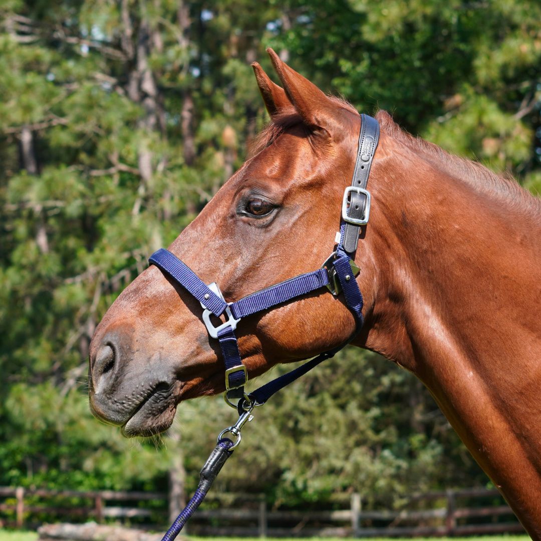 Magna Halter ™ in Blue with Leather Breakaway
