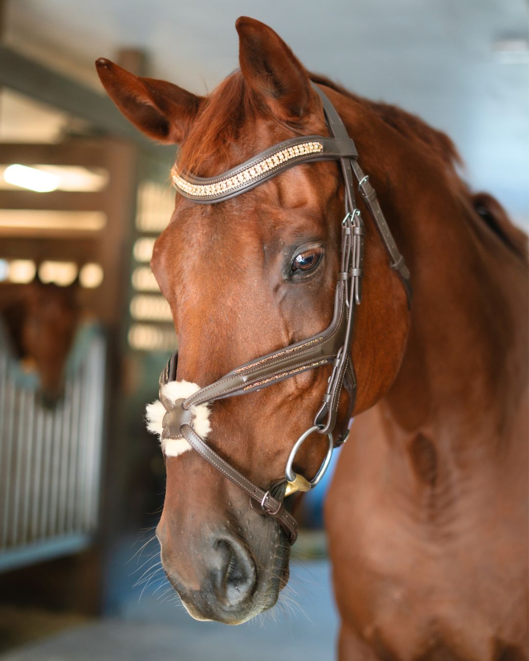 Gold Accented Figure 8 Bridle with Gold Browband